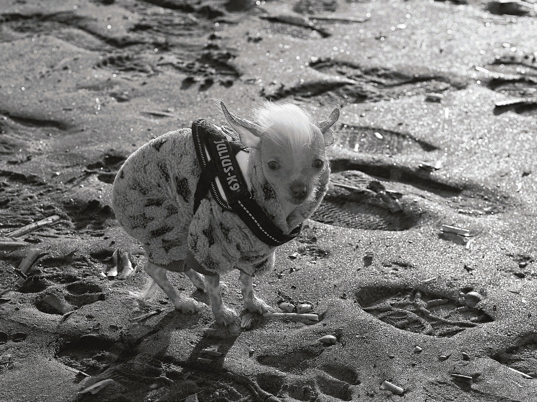 Colddog 1 (black & white) - Limited edition (1-3) - C-type Fudji Gloss