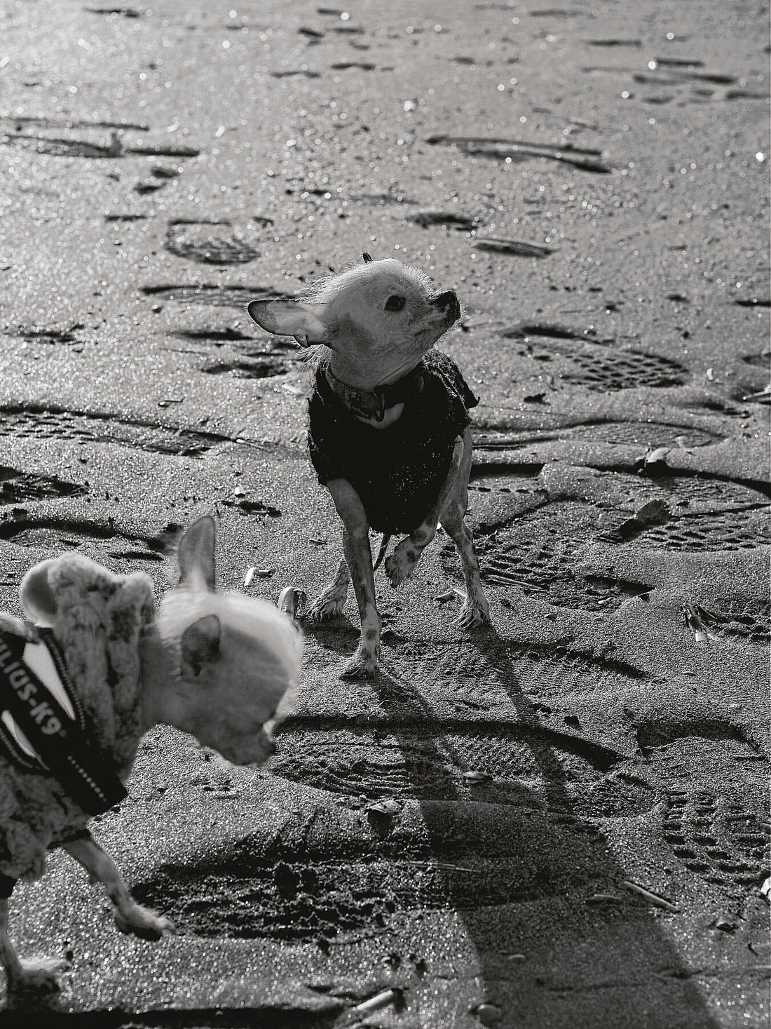 Colddog 2 (black & white) Limited edition (1-3) - C-type Fudji Gloss