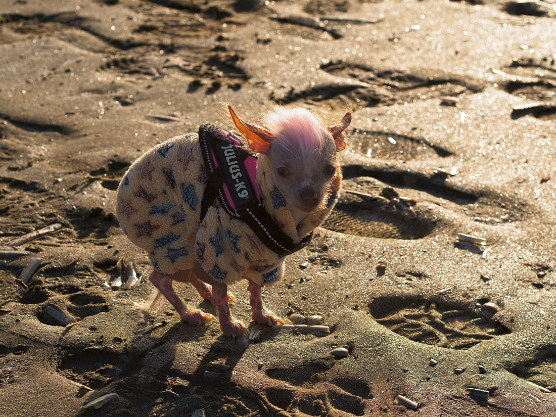 Colddog – Limitierte Auflage (1-3) – Giclee Hanhemule Photorag Print