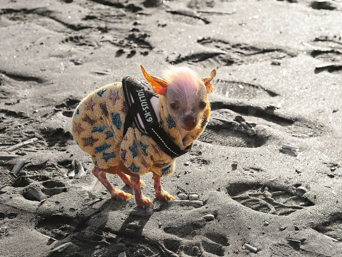 Colddog 1 (color v3) Limited edition (1-3) - C-type Fudji Gloss