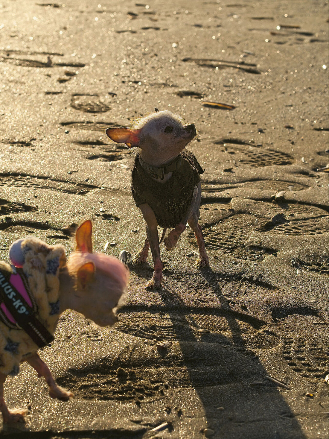 Colddogs – Limitierte Auflage (1–3) – C-Typ-Fudji-Glanzdruck