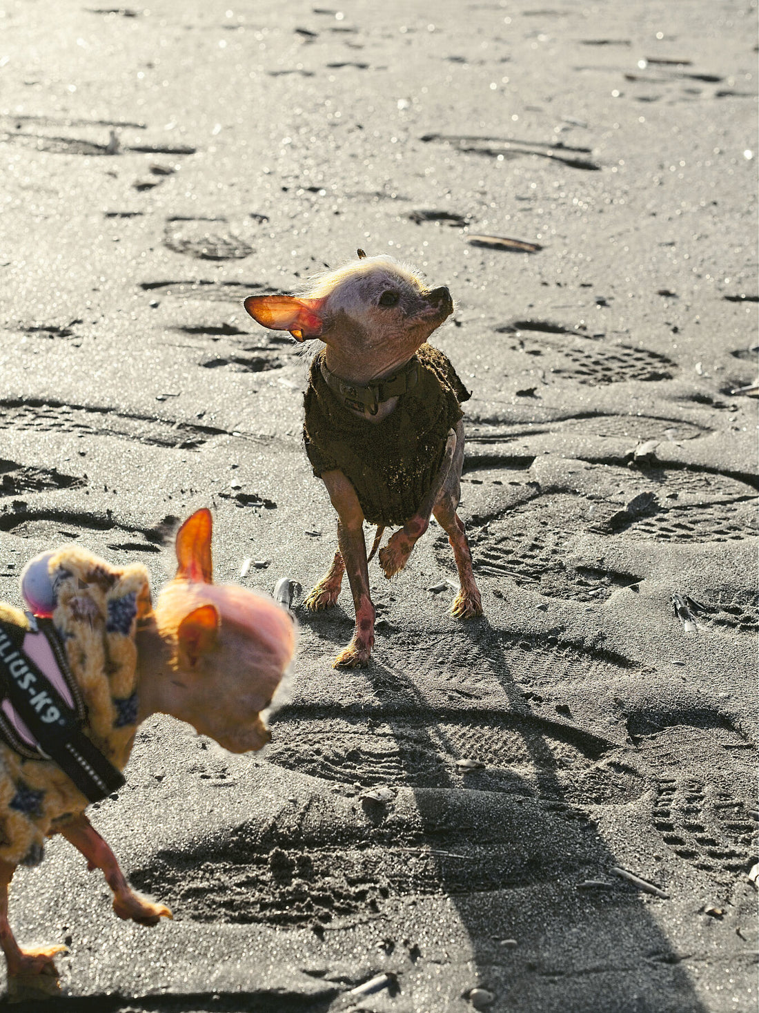 Colddog 2 (color v3) - Limited edition (1-3) - C-type Fudji Gloss