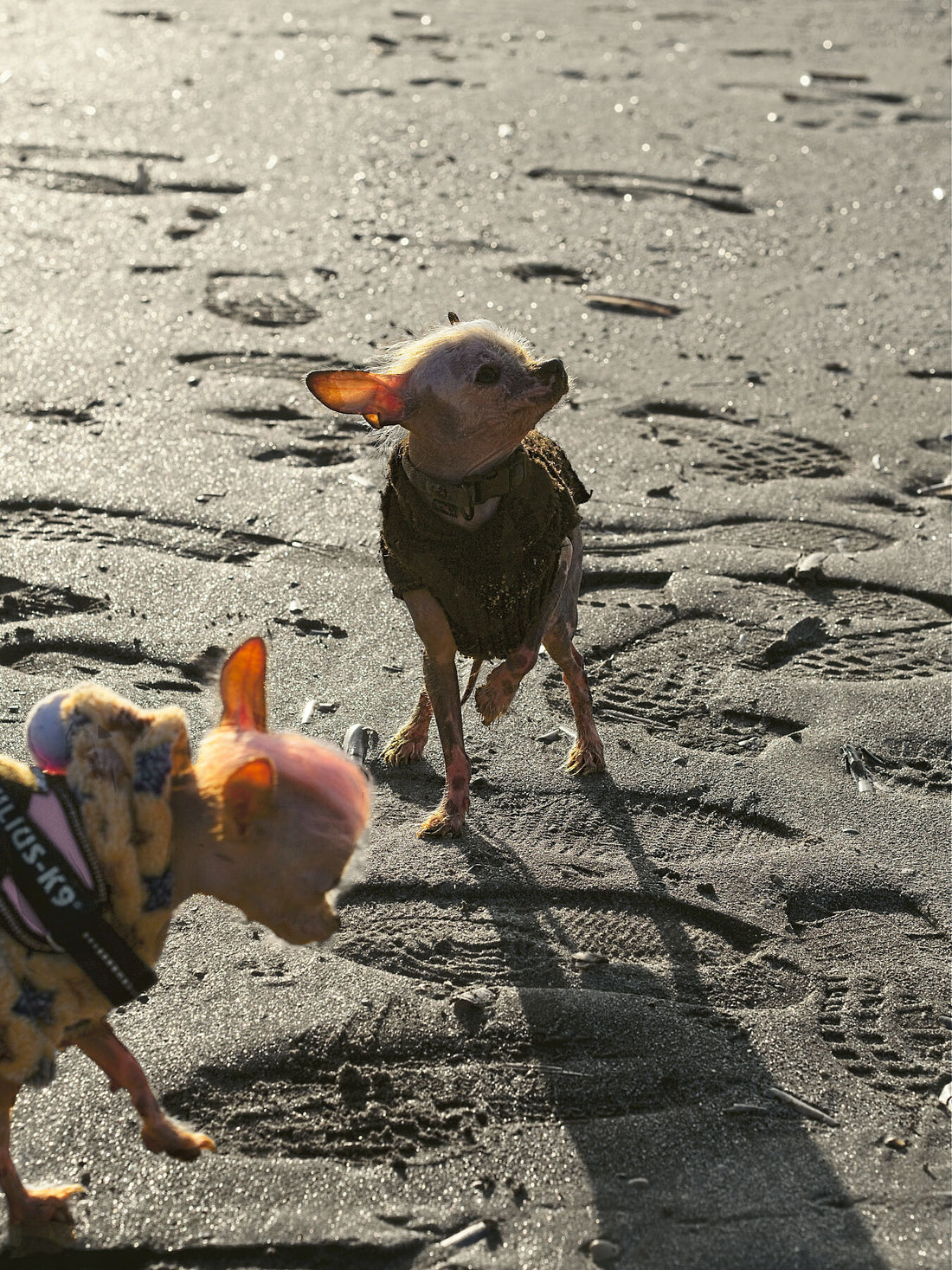 Colddog 2 (color v1) - Limited edition (1-3) - C-type Fudji Gloss