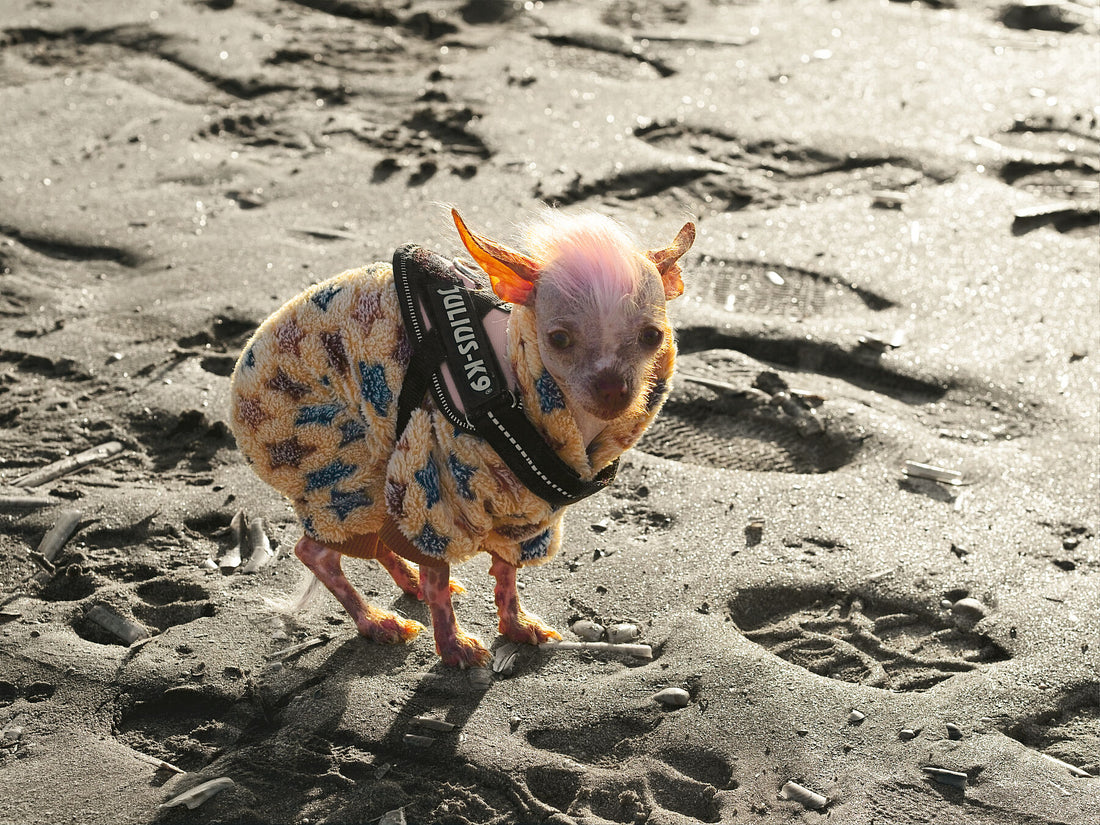 Colddog 1 (color v2) Limited edition (1-3) - Colddogs - co 4