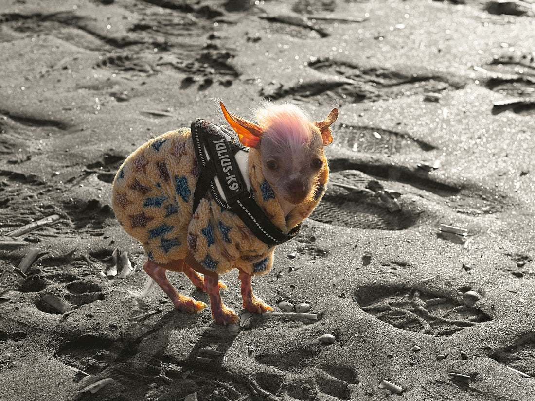 Colddog 1 (color v1) - Limited edition (1-3) - C-type Fudji Gloss