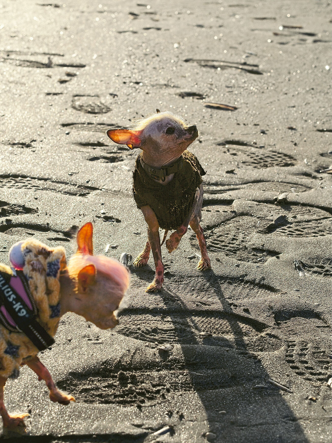 Colddog 2 (color v2) - Limited edition (1-3) - C-type Fudji Gloss